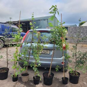 clearance of 7 trees.