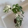 variegated monstera Image 3
