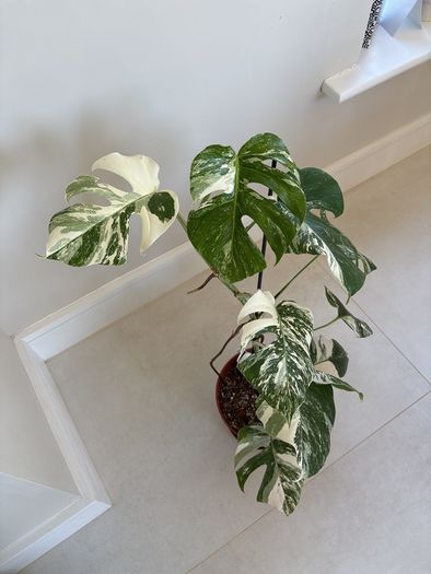 variegated monstera
