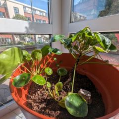 4 Chinese Money Plants including pot