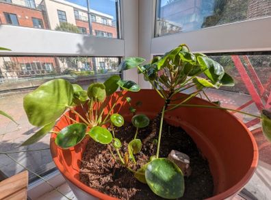4 Chinese Money Plants including pot