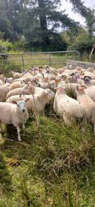 Ram lambs