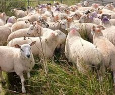 Ram lambs