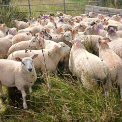 Ram lambs