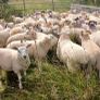 Ram lambs Image 4