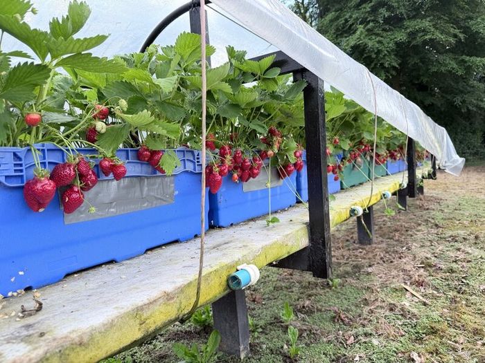 Strawberry plants