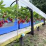 Strawberry plants Image 2