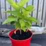 plants Image 7
