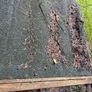 chicken coup Image 5