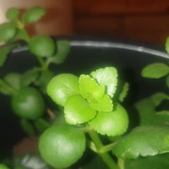 Kalanchoe