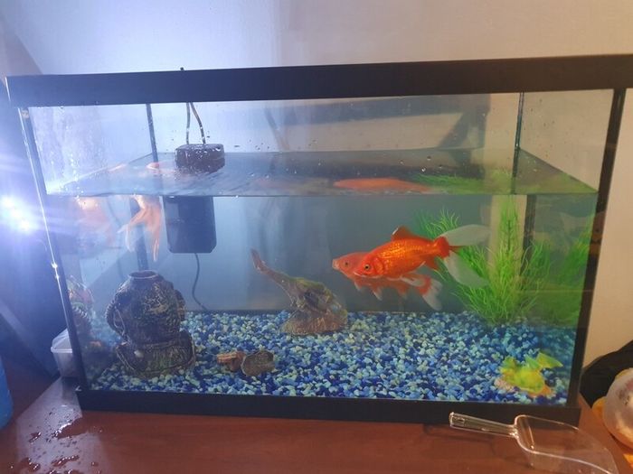 fish tank