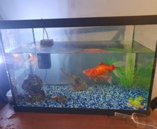 fish tank