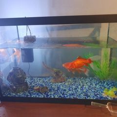 fish tank