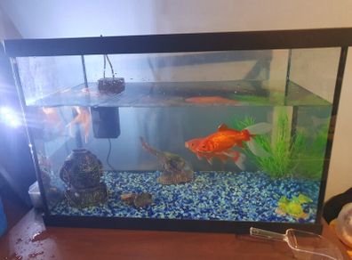 fish tank