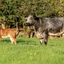 Roscommon mart SPRINGER sale Image 5