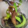 Carnivorous plants small terrarium Image 2