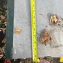 9 heavy duty roof flashings 9ft2 green coated Image 3