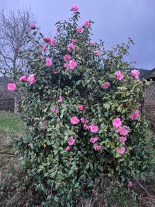 camellia shrub 7 foot tall