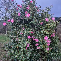 camellia shrub 7 foot tall