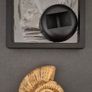 Fossilized prehistoric ammonite , With display case. Image 3