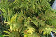 garden fern