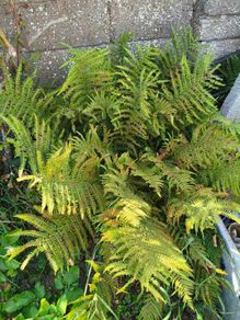 garden fern