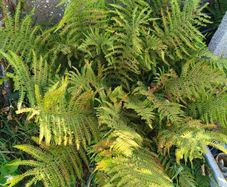 garden fern