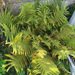 garden fern