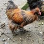 USA silkie roosters x2 Image 3