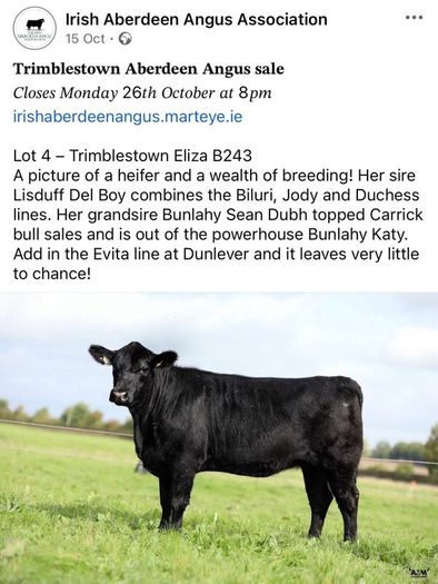 3 select Aberdeen Angus bulls & 2 choice heifers