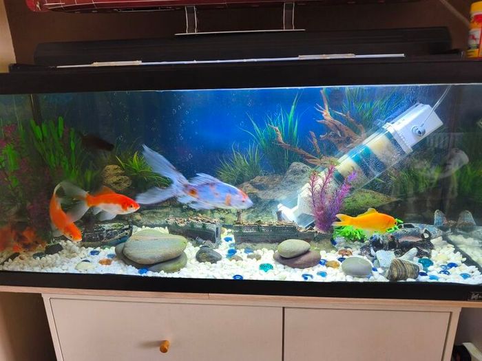 Fish tank
