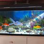 Fish tank Image 2