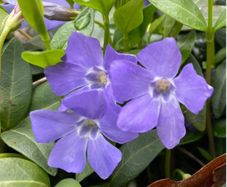 Vinca (Periwinkle)