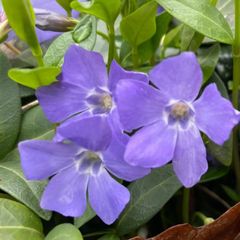 Vinca (Periwinkle)
