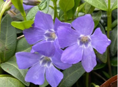 Vinca (Periwinkle)
