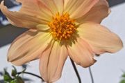 Single flowering dahlias