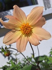 Single flowering dahlias