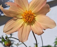 Single flowering dahlias