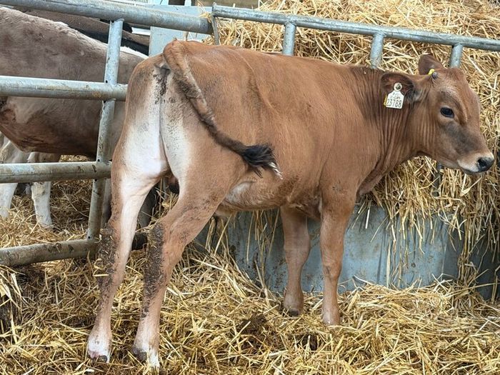10 Charolais and Limousin Weanlings