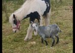 pygmy goat