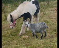 pygmy goat