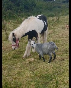 pygmy goat