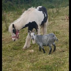 pygmy goat