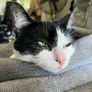 cat for adoption Image 3