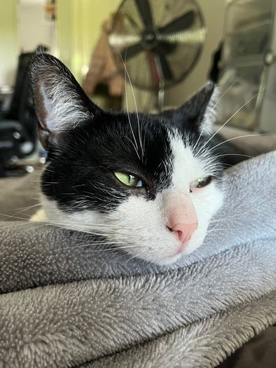 cat for adoption