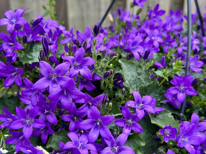Campanula Catharina (Wall Bellflower) in 23cm hanging pot