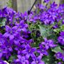 Campanula Catharina (Wall Bellflower) in 23cm hanging pot Image 3