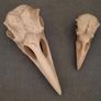 1/1  resin copy of a raven and a crow skull. Image 5