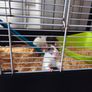 Cage Image 2