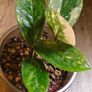 No.9 ZZ Plants Variegated Image 6